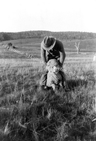 COAXING A EWE TO TAKE A DRIVE! BRYAN DALTON